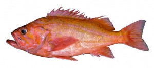 CanaryRockfish